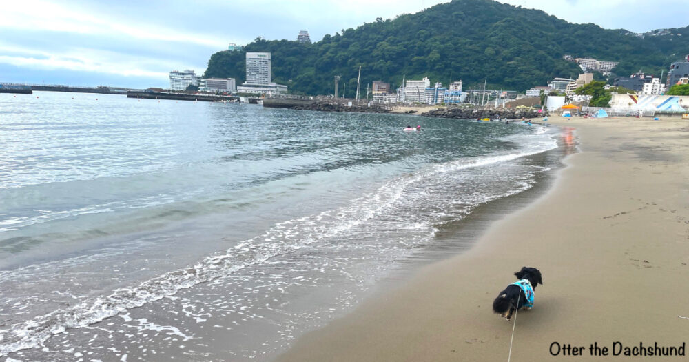 Blog Header image_犬と旅行_犬連れ旅行_hizuoka_atami_熱海サンビーチ_202208_オッター_海岸_走る